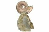 Iridescent, Pyritized Ammonite (Quenstedticeras) Fossil Display #193225-1